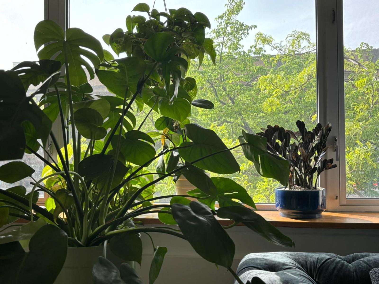 4 Peeps Inwilliamsburg Appartement *